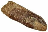 Fossil Sauropod Dinosaur (Titanosaur) Tooth - Morocco #297371-1